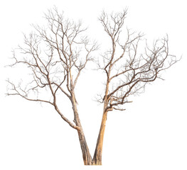 Poster - death tree PNG transparent background removed original background for easy to drag and drop