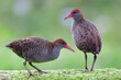 pair of grey bird with banded wings and pink beaks birds foraging together in soft morning, slaty-breasted rail