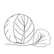 continuous line drawing of cabbage isolated on transparent background. Vector illustration