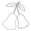 continuous line drawing of rose apple isolated on transparent background. Vector illustration