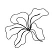 continuous line drawing of flower isolated on transparent background. Vector illustration