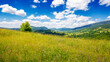 grassy alpine meadow on the hill of ukrainian highlands. sustainable life in transcarpathia region. carpathian mountains in summer. sunny weather with fluffy clouds on the blue sky