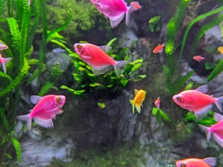 Canvas Print - fish in aquarium