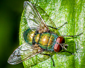 Sticker - fly on leaf