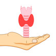 Vector illustration of thyroid gland in hand on transparent background