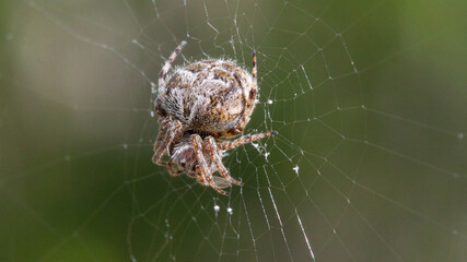 spider on the web