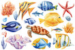 Sea Fish, turtle, starfish, coral and shell. Watercolor Illustration summer set. Hand drawing sea creature, nature ocean