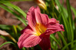 Blooming Day Lily Flower, with soft garden background