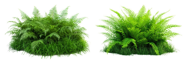 Poster - Realistic green bush with ferns isolated on transparent or white background