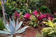 Florida Garden with Native Plants and Vegetation