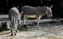 African Wild Donkeys Eating Hay. Latin Name - Equus Africanus	