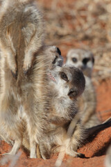 Canvas Print - Meerkat going about its business in the early morning