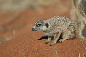 Wall Mural - Meerkat going about its business in the early morning