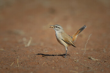 Poster - Kalahari scrub-robin eating a worm grub it found in red desert sand