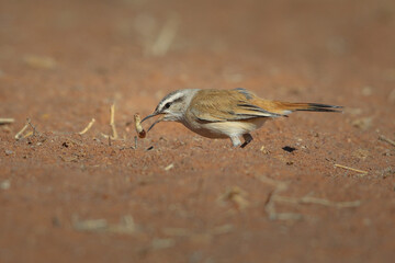 Poster - Kalahari scrub-robin eating a worm grub it found in red desert sand