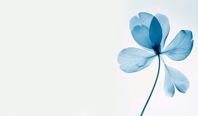 Wall Mural - Minimalist blue floral background, single flower, in the style of xray. wedding or condolence card or banner  large copy space for text, 
