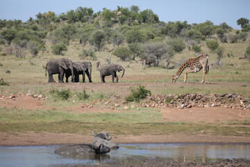 Canvas Print - Buffalo and elephant near a giraffe drinking water