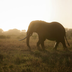 Wall Mural - African elephant walking through the bush while looking for food