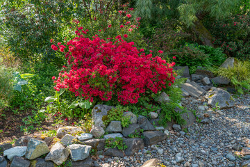 Wall Mural - Garden Spring Red Flowers 3