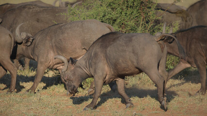 Wall Mural - Cape buffalo (big five) fighting while on safari