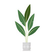 Green plant in pot, growing potted Ficus elastica for indoor garden vector illustration