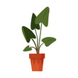 Decorative green plant in pot, houseplant of office or home summer garden vector illustration