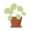 Green cute Pilea plant in pot for home gardening and florist hobby, houseplant with round leaves vector illustration