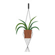 Hanging green plant in pot, decorative houseplant in handmade macrame holder vector illustration