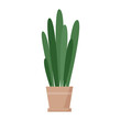 Sansevieria plant in pot, potted natural houseplant with big leaves vector illustration