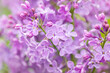 Close up of purple lilac flowers as background