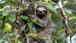   A brown and black sloth hangs from a tree in a verdant forest, surrounded by abundant green leaves