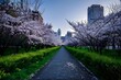 barren-park-with-wilted-cherry-blossom-trees-devoid-of-flowers-surrounded-by-litter-strewn-pathway-