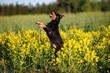 happy jagdterrier dog jumps up on a field of barbarea