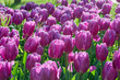 a field of Purple Flag tulips after a rain shower with backlight