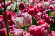 beautiful mixed field of white red tulips among red tulips with raindrops in the morning sun