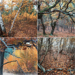 Canvas Print - Autumn collage