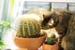 A domestic cat nibbles a cactus, spoils a potted plant on the windowsill. The danger to the pet of poisonous indoor plants. Humor