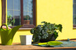 Begonia on the florist's table for transplanting into an outdoor planter. Growing house plants outdoors for landscaping