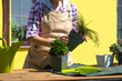 A female florist in an apron transplants outdoor coniferous juniper plants for landscaping.