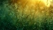 © Cary - grass deep droplets sunlight dawn background sweet night ambient princess young hydrogen green meadows wall
