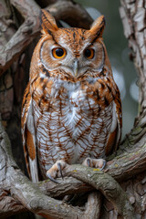 Poster - An owl with eyes that reflect the universe, perched upon a branch that twists into Celtic knots, symbolizing wisdom and mystery,