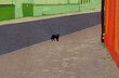 Czarny kot na drodze jezdni w mieście wśród budynków.