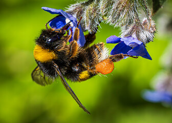 Sticker - bee on a flower