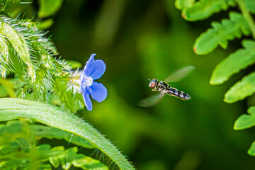 Canvas Print - bee on a flower