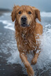 A dog on a beach whose fur transforms into sand as it shakes off water, blending seamlessly with the shoreline,