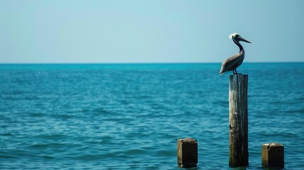 A Pelecaniformes bird with a long beak perched on a wooden post by the lake, gazing at the fluid water under the vast sky AIG50