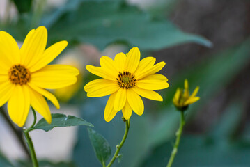 Poster - yellow flower in the garden