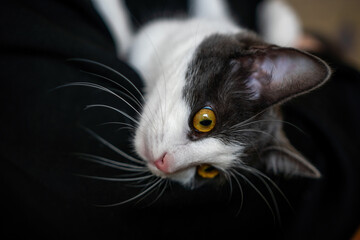 Wall Mural - A woman is holding a kitten in her arms. The kitten is gray and white. The woman is wearing a black hoodie.