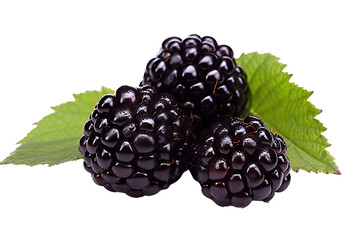 Wall Mural - Juicy Blackberry on transparent background: Perfect for Healthy Snacks and Delicious Recipes.