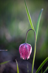 Poster - endangered wild Chess Flower (Fritillaria meleagris) or snake's head fritillary